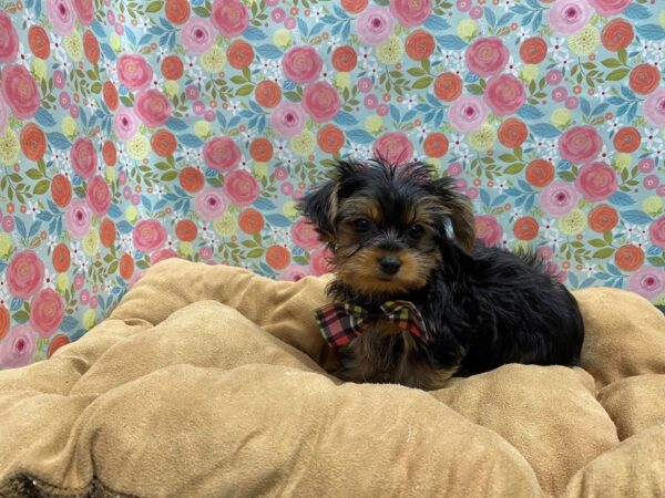 Yorkshire Terrier DOG Male blk & tn 5612 Petland San Antonio, TX