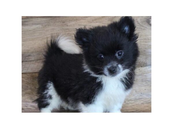 Pomeranian DOG Male Black & White 8734 Petland San Antonio, TX