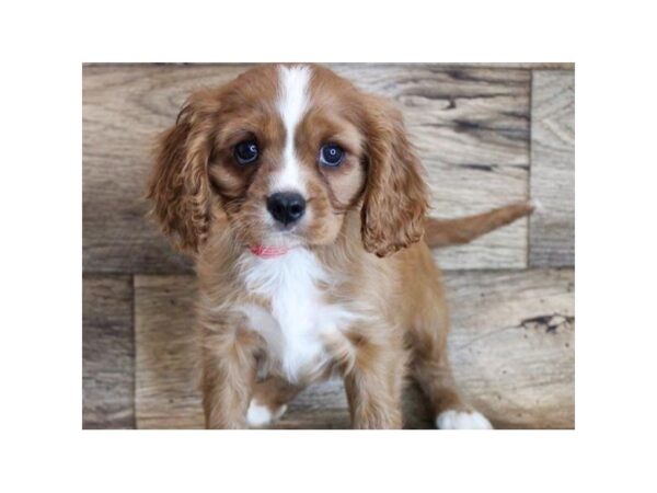 Cavalier King Charles Spaniel-DOG-Male-Ruby-8735-Petland San Antonio, TX