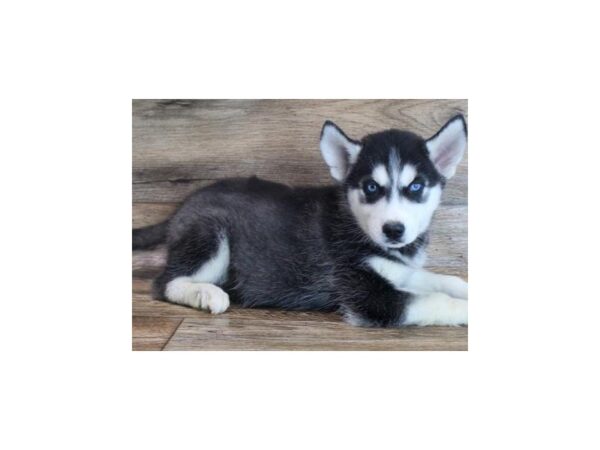 Siberian Husky DOG Male Black & White 8736 Petland San Antonio, TX