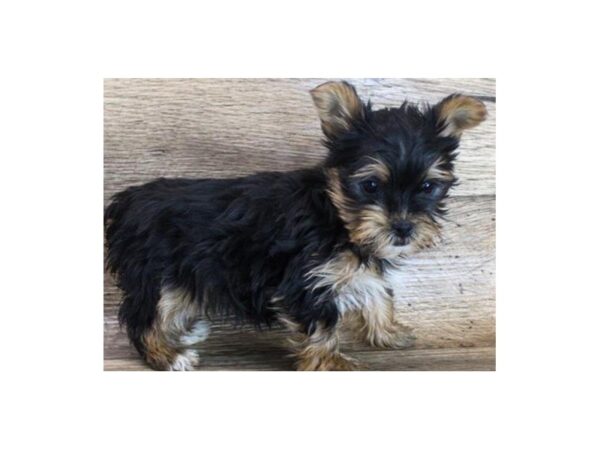 Yorkshire Terrier-DOG-Male-Black & Tan-8737-Petland San Antonio, TX