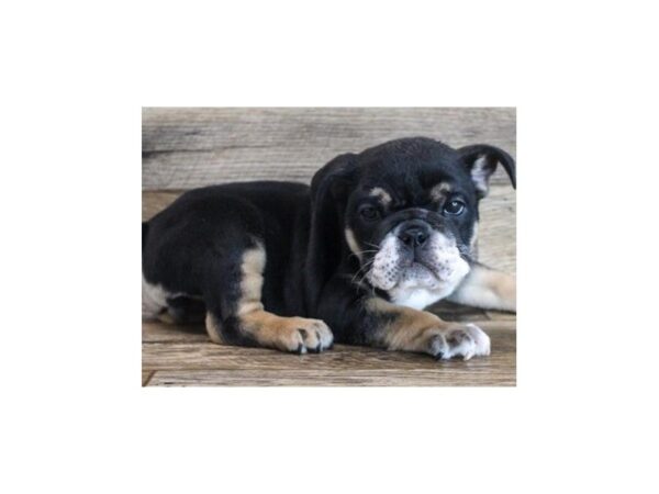 English Bulldog-DOG-Female-Black & Tan-8740-Petland San Antonio, TX