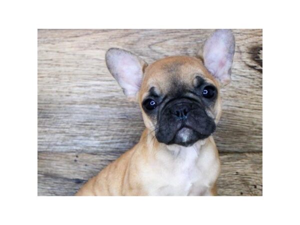 French Bulldog-DOG-Female-Fawn-8741-Petland San Antonio, TX