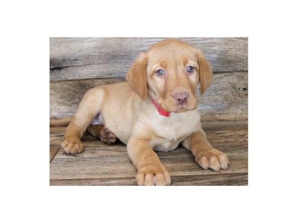 Labrador Retriever DOG Female Yellow 8742 Petland San Antonio, TX