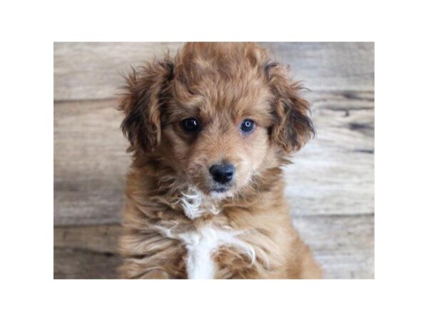 Miniature Aussiedoodle DOG Female Red Sable 8732 Petland San Antonio, TX