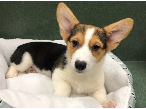 Pembroke Welsh Corgi-DOG-Male-Black White & Tan-8744-Petland San Antonio, TX