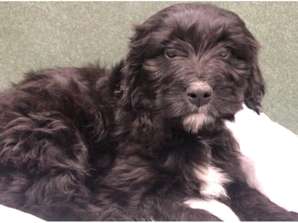 Aussiedoodle DOG Male Black 8745 Petland San Antonio, TX