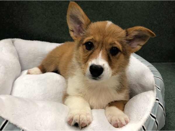 Pembroke Welsh Corgi-DOG-Female-Red & White-8743-Petland San Antonio, TX
