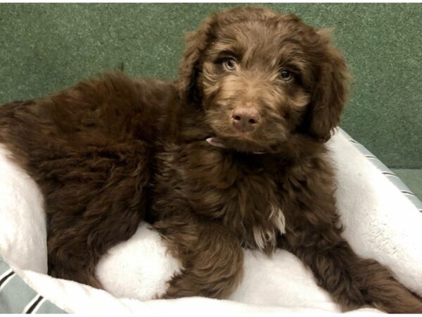 Aussiedoodle DOG Male Chocolate 8746 Petland San Antonio, TX