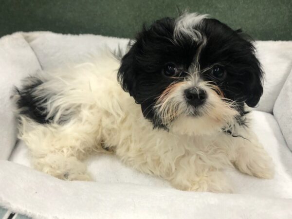 Havanese DOG Female White & Black 8747 Petland San Antonio, TX