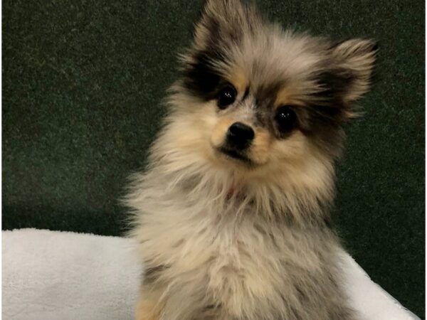 Pomeranian DOG Male Blue Merle 8748 Petland San Antonio, TX