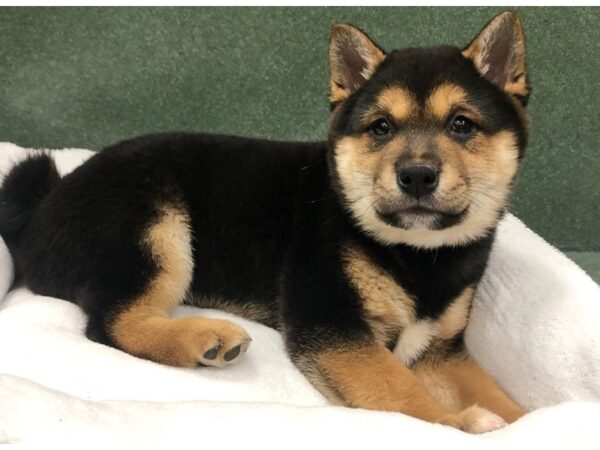 Shiba Inu DOG Male Black & Tan 8750 Petland San Antonio, TX