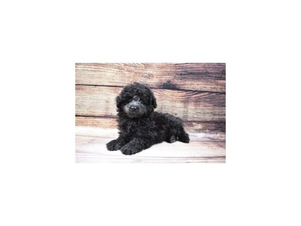 Poodle DOG Female Black 5636 Petland San Antonio, TX