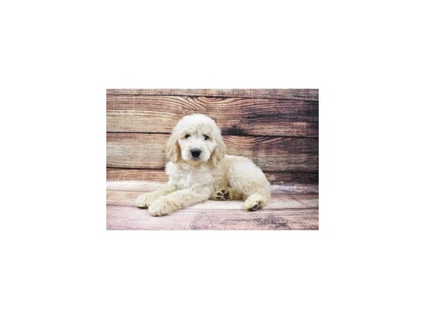 Labradoodle DOG Male Cream 5633 Petland San Antonio, TX