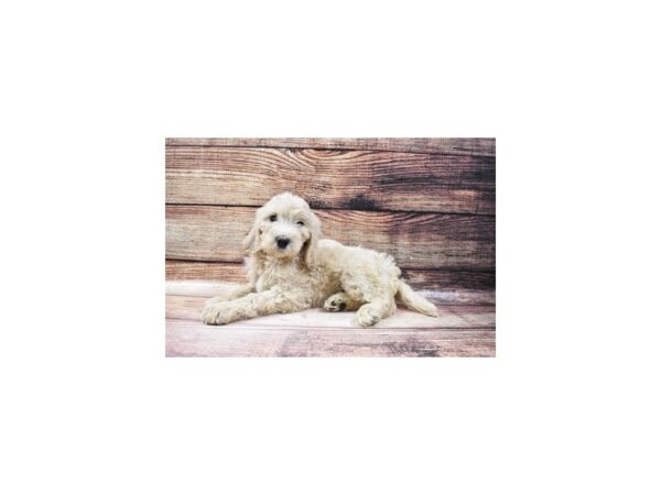 Labradoodle-DOG-Male-Apricot-5634-Petland San Antonio, TX