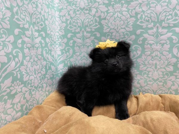 Pomeranian DOG Female blk 5638 Petland San Antonio, TX