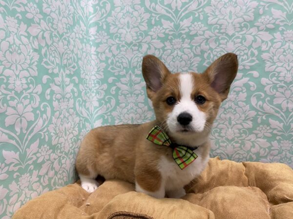 Pembroke Welsh Corgi-DOG-Male-rd, wh mkgs-5640-Petland San Antonio, TX