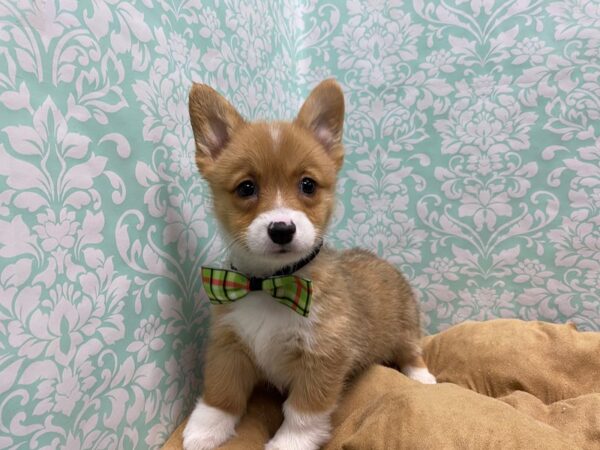 Pembroke Welsh Corgi-DOG-Male-sbl & wh-5641-Petland San Antonio, TX