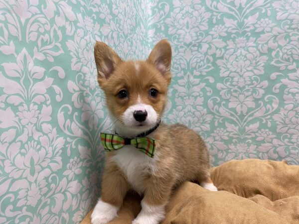 Pembroke Welsh Corgi DOG Male sbl & wh 5641 Petland San Antonio, TX