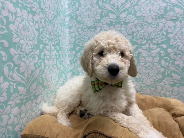 2nd Generation Goldendoodle-DOG-Male-cr-5642-Petland San Antonio, TX