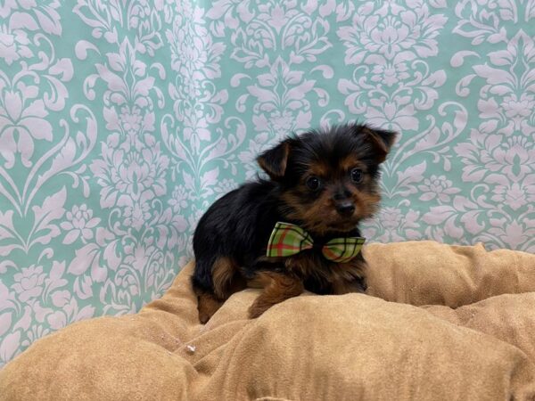 Yorkshire Terrier-DOG-Male-blk & tn-5639-Petland San Antonio, TX
