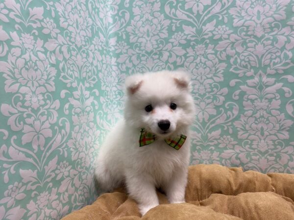 American Eskimo-DOG-Male-wh-5637-Petland San Antonio, TX