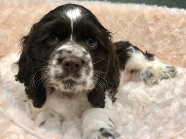 Cocker Spaniel-DOG-Male-Chocolate Parti-8758-Petland San Antonio, TX