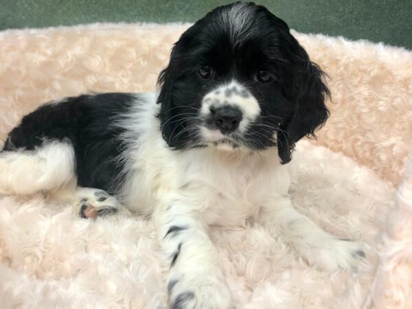 Cocker Spaniel-DOG-Female-Black Parti-8759-Petland San Antonio, TX