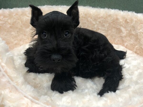 Miniature Schnauzer-DOG-Female-Black-8753-Petland San Antonio, TX