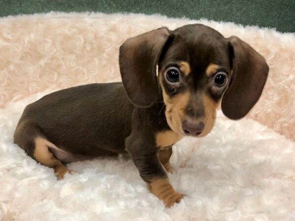 Dachshund DOG Female Chocolate & Tan 8756 Petland San Antonio, TX