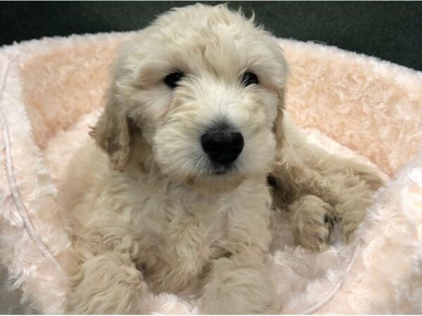 Goldendoodle-DOG-Male-Cream-8757-Petland San Antonio, TX