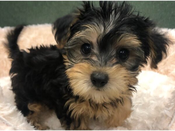 Yorkiepoo DOG Male Black & Tan 8766 Petland San Antonio, TX