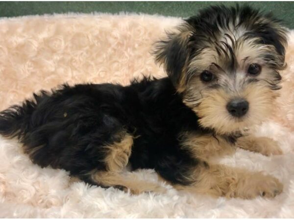 Yorkiepoo DOG Female Black & Tan 8767 Petland San Antonio, TX