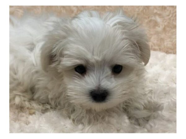 Maltese-DOG-Male-White-8765-Petland San Antonio, TX