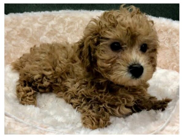 Miniature Poodle DOG Female Light Red 8764 Petland San Antonio, TX