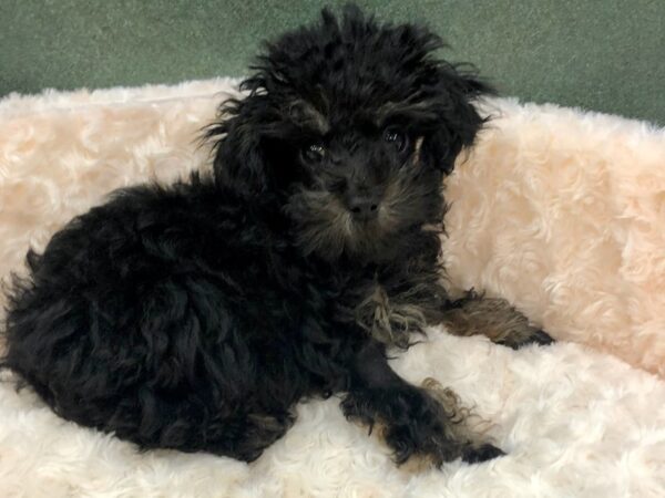 Miniature Poodle DOG Male Black & Tan 8738 Petland San Antonio, TX