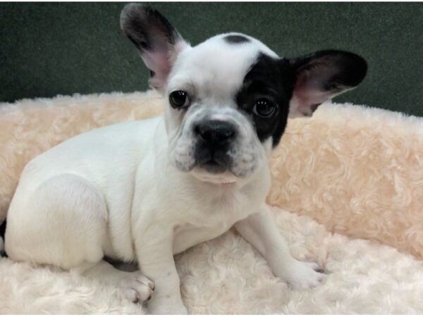 French Bulldog-DOG-Female-White & Black-8755-Petland San Antonio, TX