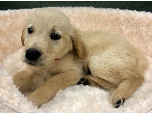 Golden Retriever-DOG-Male-Golden-8760-Petland San Antonio, TX