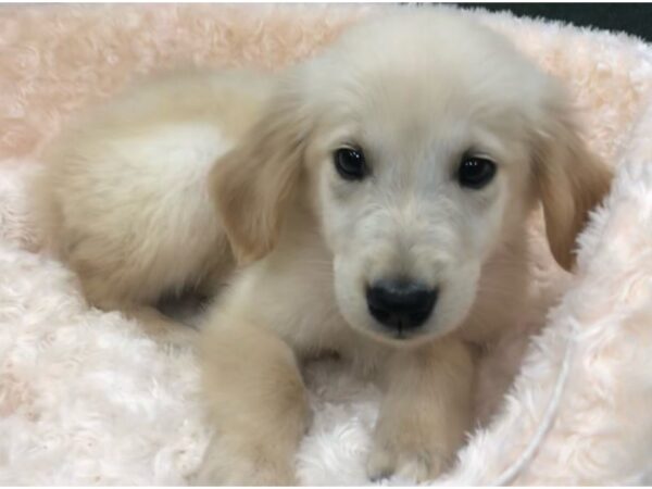 Golden Retriever-DOG-Male-Golden-8762-Petland San Antonio, TX