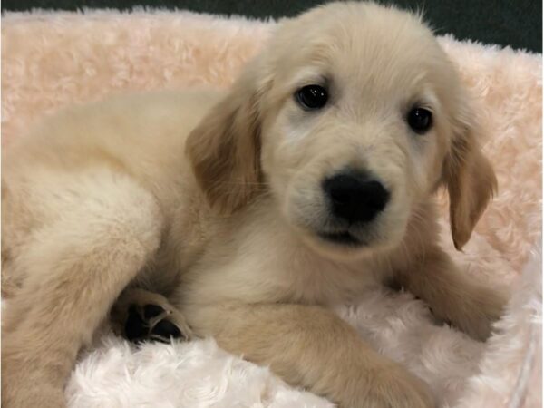 Golden Retriever-DOG-Female-Golden-8763-Petland San Antonio, TX