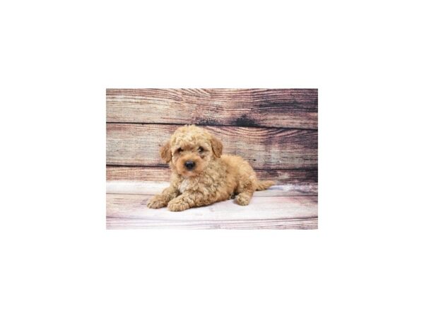 Mini Goldendoodle 2nd Gen DOG Male Red 5645 Petland San Antonio, TX