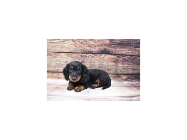 Dachshund-DOG-Male-Black and Tan-5643-Petland San Antonio, TX