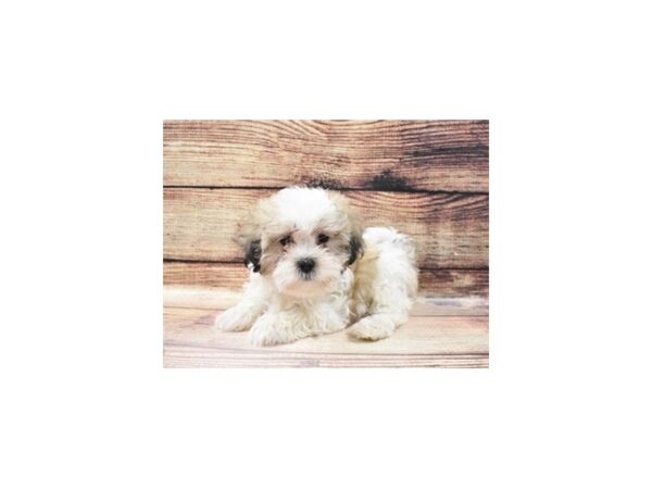 Mal-Shi-DOG-Male-Gold and White-5644-Petland San Antonio, TX