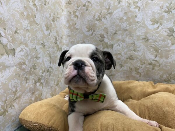 English Bulldog DOG Male brdl 5656 Petland San Antonio, TX