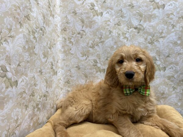 Goldendoodle-DOG-Male-rd-5655-Petland San Antonio, TX