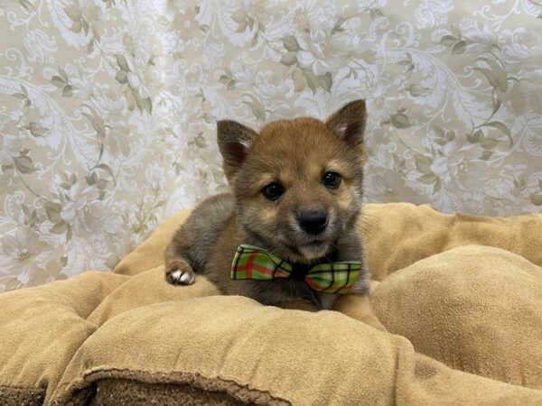 Shiba Inu-DOG-Male-rd sesme-5654-Petland San Antonio, TX