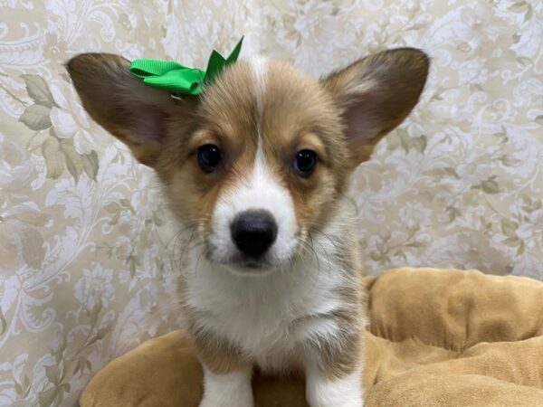 Pembroke Welsh Corgi DOG Female sbl & wh 5653 Petland San Antonio, TX