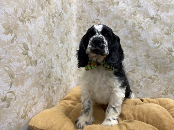 Cocker Spaniel-DOG-Male-blk & wh-5652-Petland San Antonio, TX
