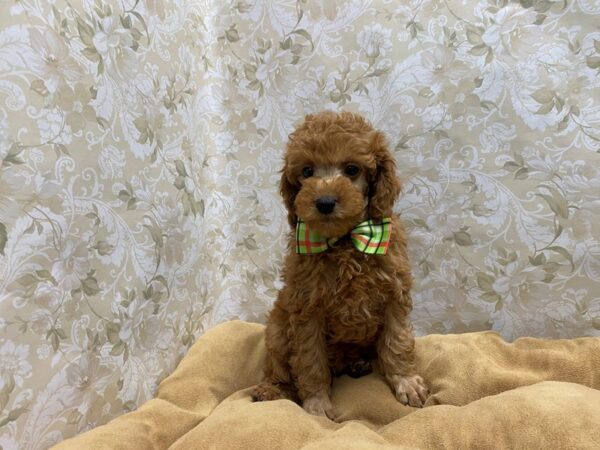 Poodle DOG Male rd 5650 Petland San Antonio, TX