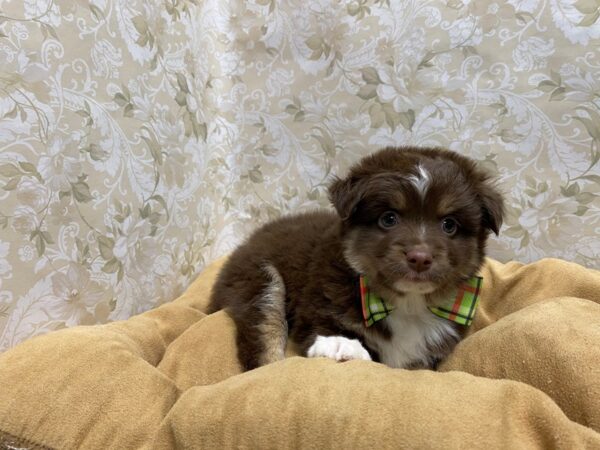 Australian Shepherd-DOG-Male-chlt, wh mkgs tn pts-5649-Petland San Antonio, TX